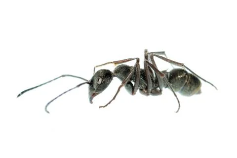 Insect ant macro isolated on white background Stock Photos