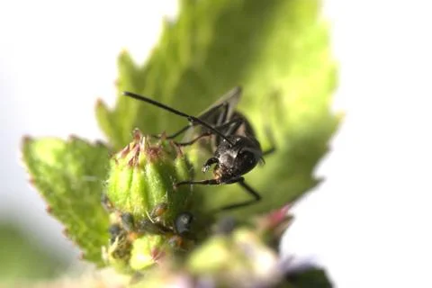 Insect ant macro Stock Photos