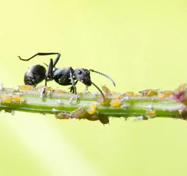 Insect ant Foto stock