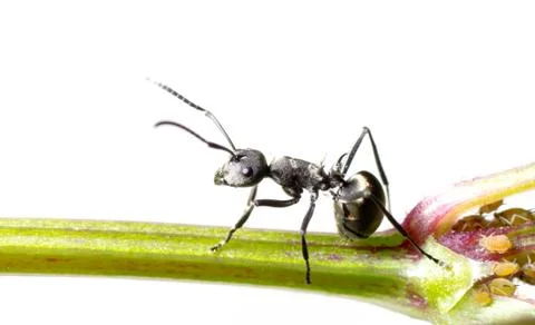 Insect ant Foto stock