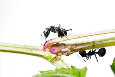 Insect ant Stock-Fotos