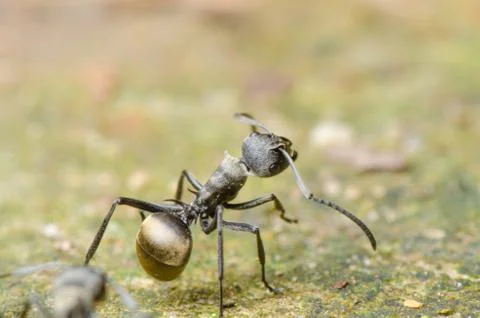 Insect ant Stock Photos