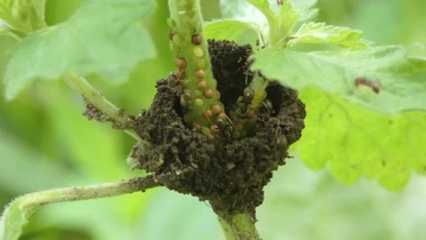 Insect ants built incubator for aphids from soil on a plant stem close-up Stock Footage 236954944
