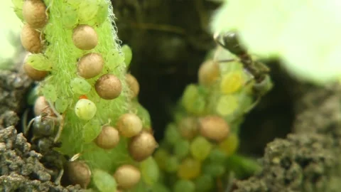 Insect ants built incubator for aphids from soil on a plant stem close-up Stock Footage 236954948