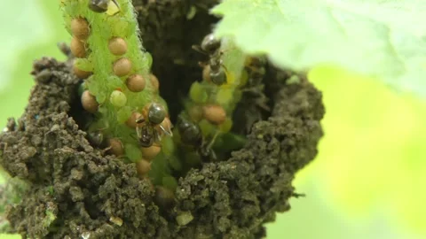 Insect ants built incubator for aphids from soil on a plant stem close-up Stock Footage 236954962