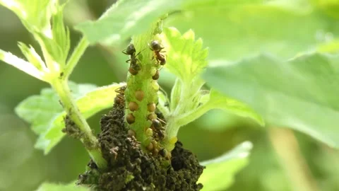 Insect ants built incubator for aphids from soil on a plant stem close-up Video stock 238037003