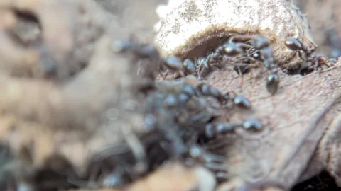 Insect ants try to move the prey caterpillar close-up Stock Footage 239076753