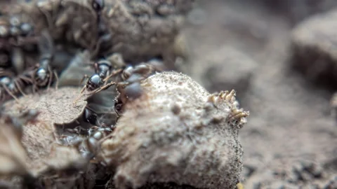 Insect ants try to move the prey caterpillar close-up Stock Footage 239076802