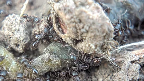Insect ants try to move the prey caterpillar close-up Stock Footage 239077095