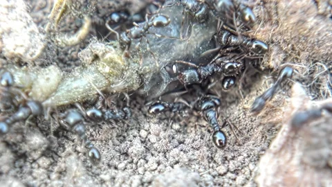 Insect ants try to move the prey caterpillar close-up Stock Footage 239077541