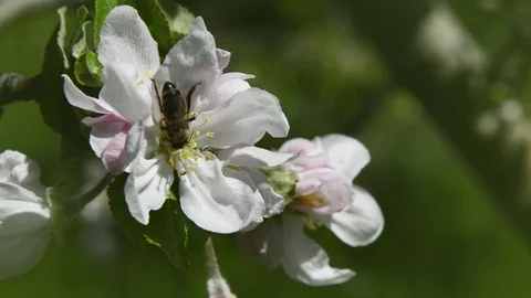 Insect on an apple tree flower Video stock 89201588