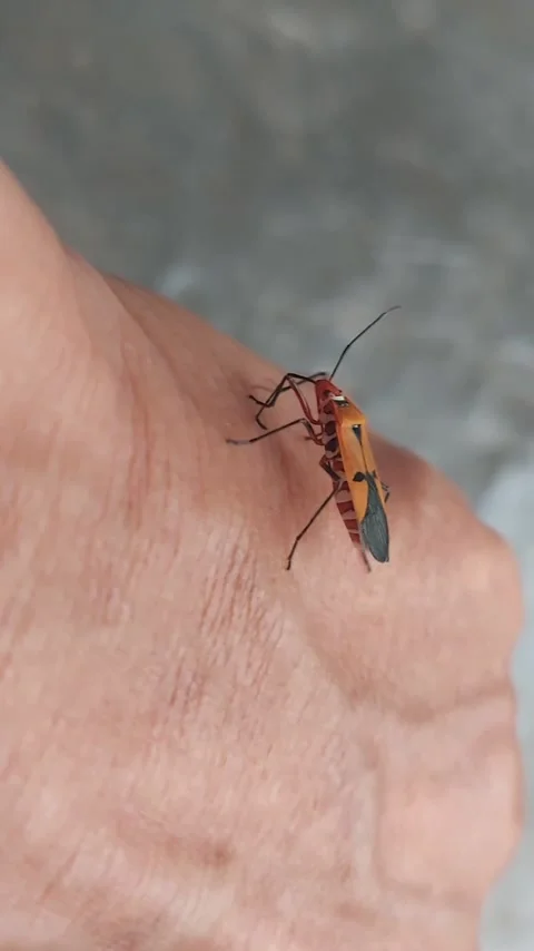 Insect around Human Hand Video stock 290169107