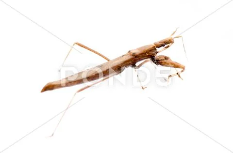 Insect assassin bug Stock Photos