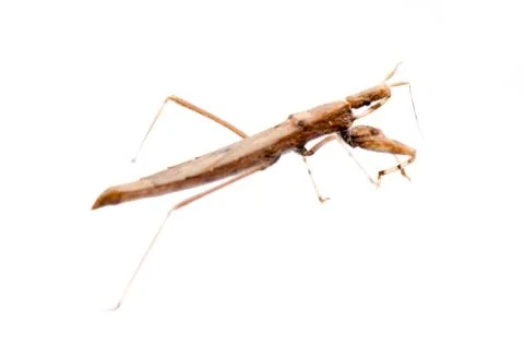 Insect assassin bug Stock Photos