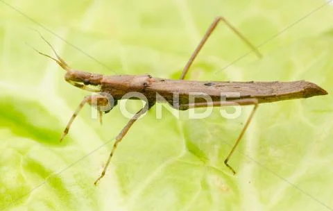 Insect assassin bug Stock Photos