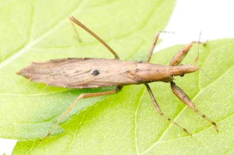 Insect assassin bug Stock-Fotos