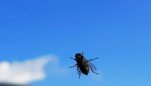Insect on a background of blue sky Stock Photos