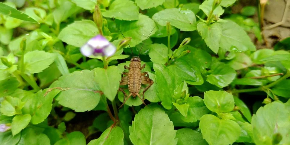 Insect background. Fotos de archivo