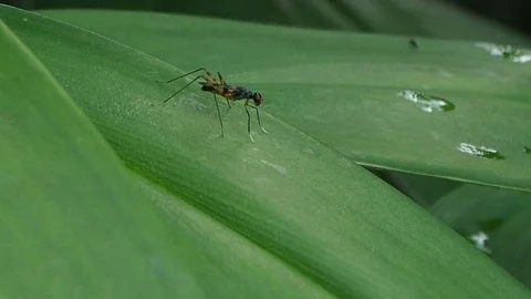 Insect in the backyard Stock Footage 79956920