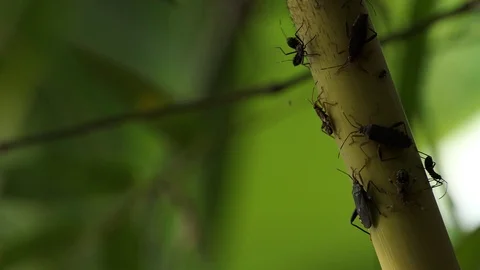 Insect on bamboo. Stock Footage 99887029