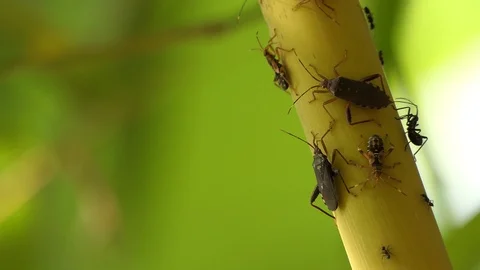 Insect on bamboo. Stock Footage 99887076