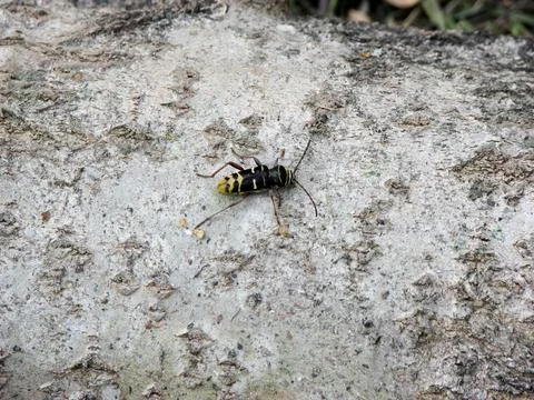 Insect on the bark of a tree in the forest. macro Stock Photos
