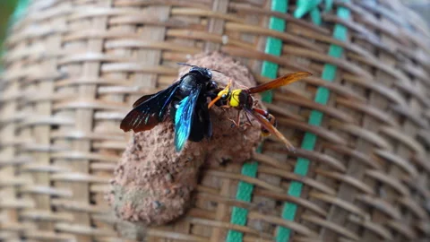 Insect Battle Stock Footage 344682305