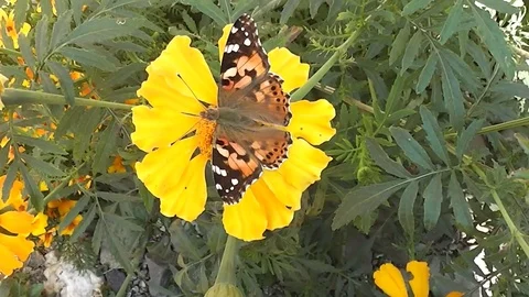 Insect beautiful butterfly eats on yellow flower Stock Footage 116417180