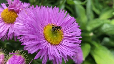 Insect on a beautiful flower Stock Footage 111718727
