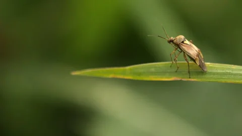 Insect bedbug 動画素材 250297657