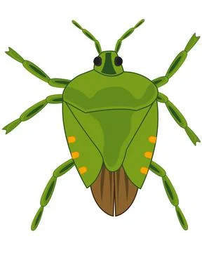 Insect bedbug on white background is insulated Stock Illustration