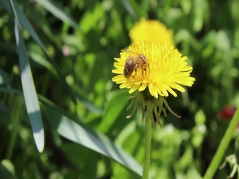 Insect bee on a dandelion collecting pollen Video stock 101272117