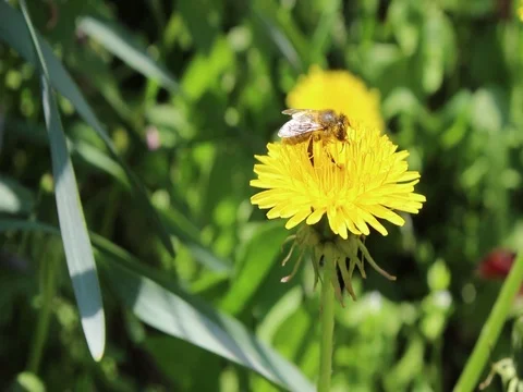 Insect bee on a dandelion collecting pollen Stock Footage 101272183