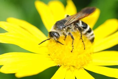 Insect bee on flower Foto stock