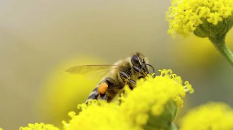 Insect bee on a flower Stock Photos