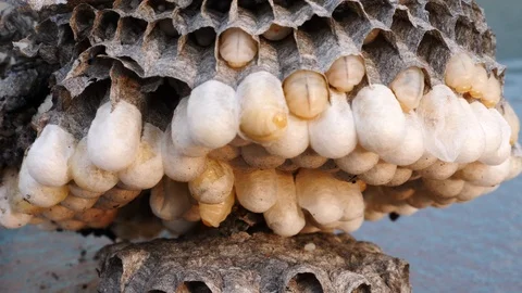Insect Bee larvae wiggling wasps nest Stock Footage 93248914