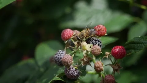 An insect, a bee or a flower fly Vídeo Stock 329530200