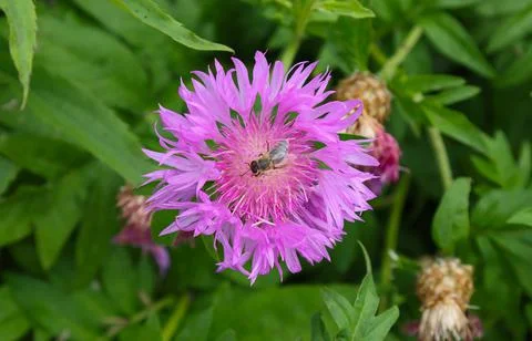 Insect bee pollinating a flower. Stock Photos