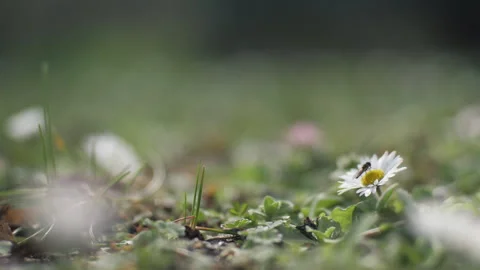 An insect, a bee, sat on a daisy. Close up. Chamomile field. Stock Footage 266062802