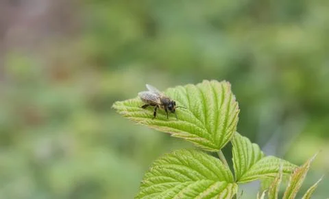 Insect bee sits on a leaf. Stock Photos