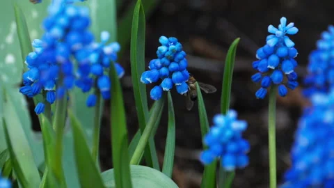 Insect bee works on a flower Stock Footage 157992180