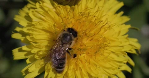 Insect bee in yellow blooming flower Stock Footage 153016879