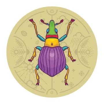 Insect Beetle Bug Design Elements with Line Graphic. Stock Illustration