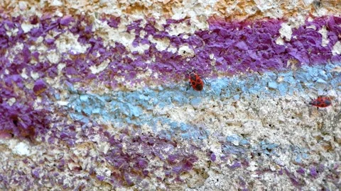 An insect beetle crawls along the wall,a red soldier bug,close-up. Stock Footage 138583136