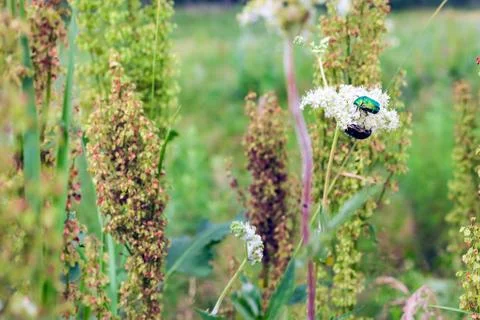 Insect Beetle (green bug) on a flower. Stock Photos