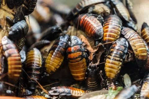 Insect beetle heap Stock Photos