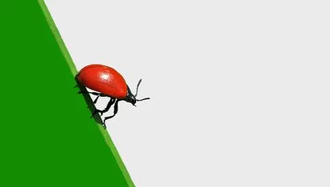 Insect beetle. Stock Illustration