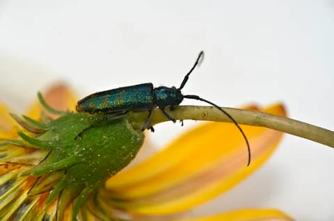 Insect beetle with a long mustache Stock Photos