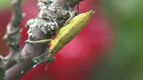 Insect Beetle macro: Lixus concavus called rhubarb curculio is species of weevil Stock Footage