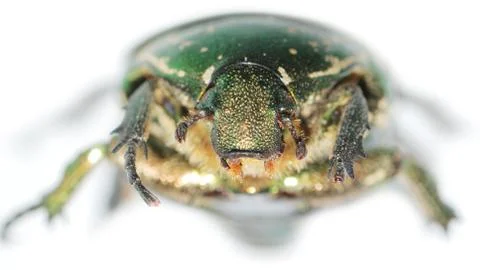 Insect beetle 스톡 사진